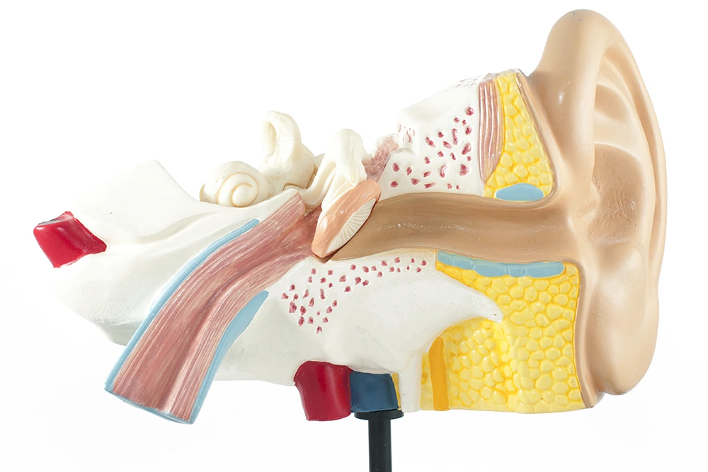 Ear anatomy model used to demonstrate eardrum repair