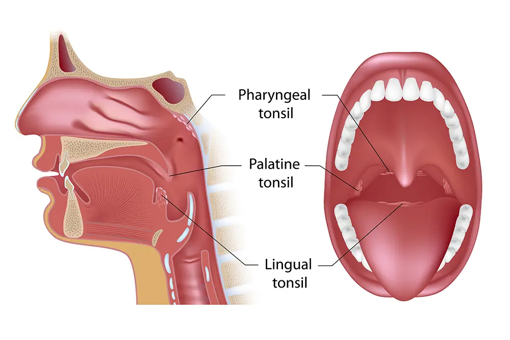 Illustration of throat anatomy and tonsils.
